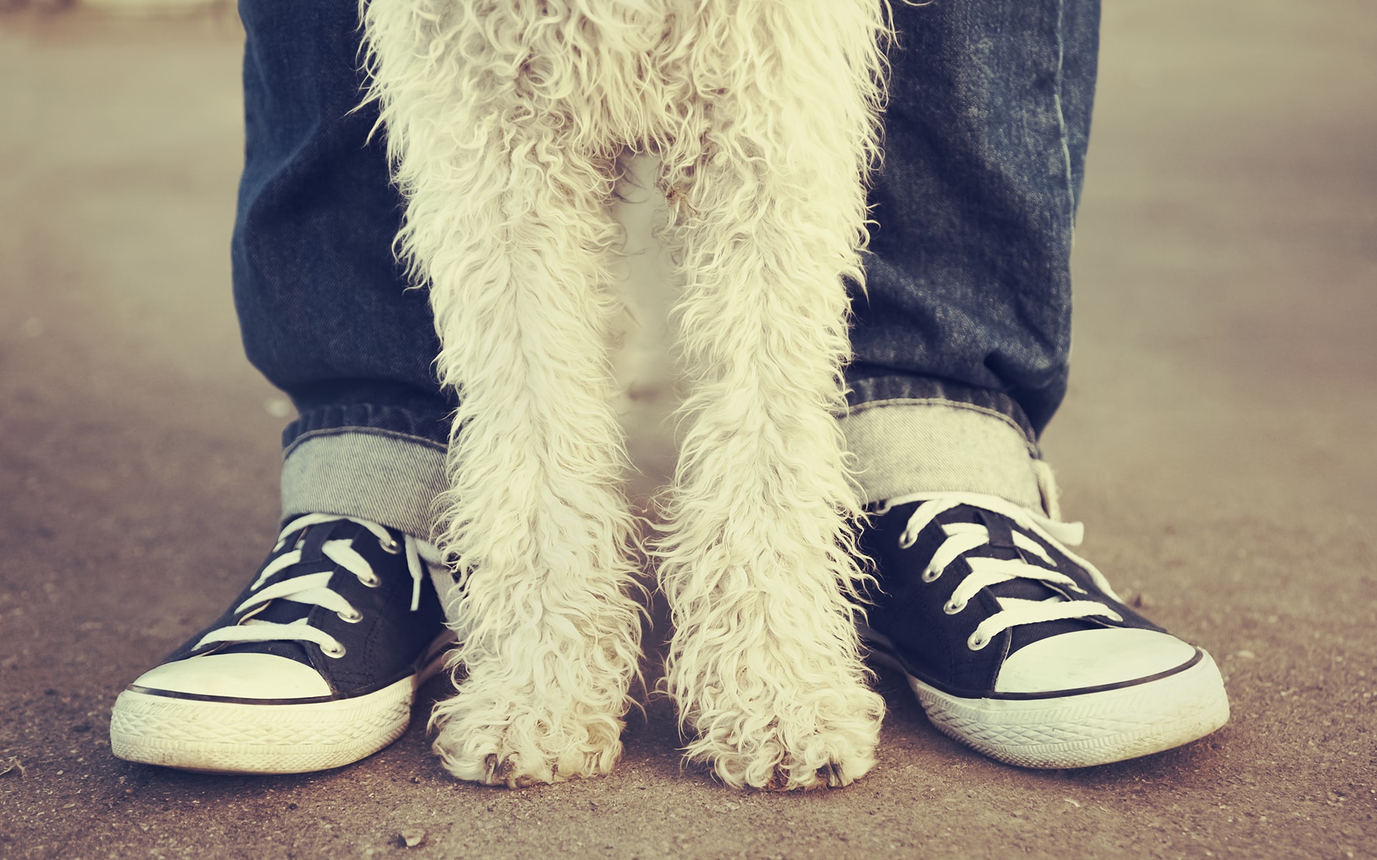 White dog standing in between its owners feet